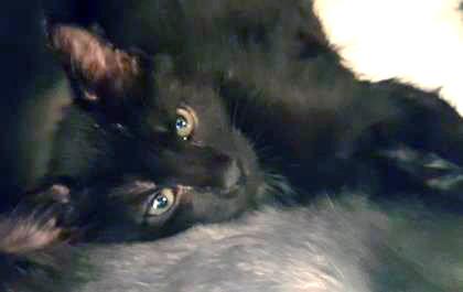 BEAR - Domestic Shorthair / Mix available for adoption