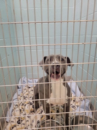 Help Rehome This Dog Dog