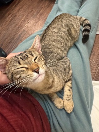 View Apple Cider the Cat Photo #2