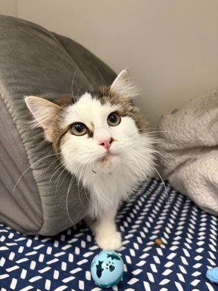 View Sabrina the Cat Photo #1