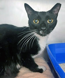 View Squirt the Cat Photo #1