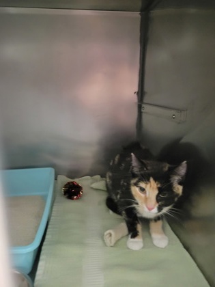 Help Rehome This Cat Cat