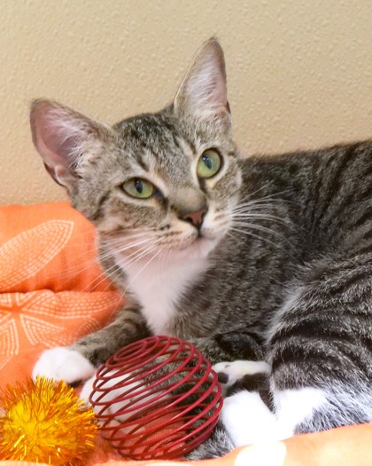 View Blue Bell the Cat Photo #1