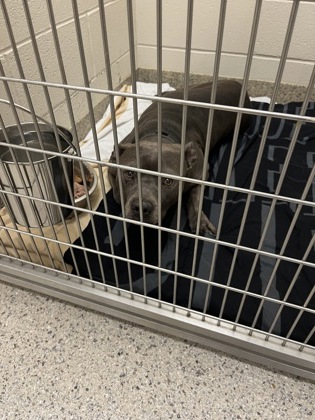 View Whalebert (in Foster) the Dog Photo #1