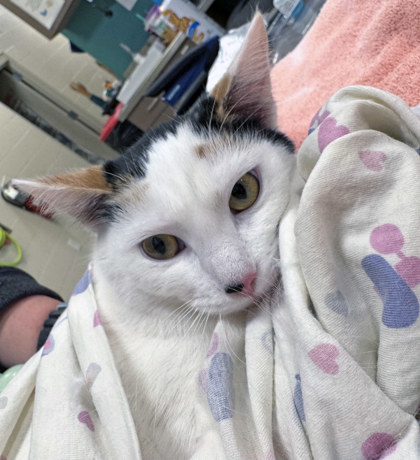 View PeeWee (in Foster) the Cat Photo #1