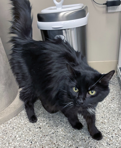 Learn More About Sweet Tart (at Smitten Kitten)