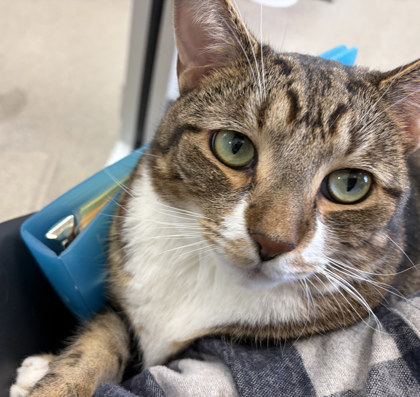 View Peace the Cat Photo #1