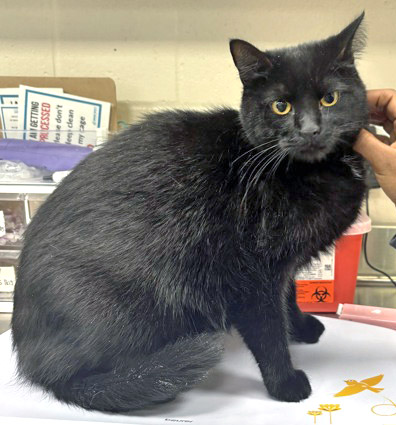 View Toothless (Bonded To WIldfire) the Cat Photo #1