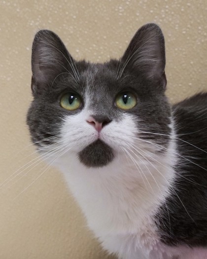 Learn More About Purrl