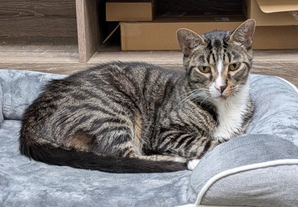 Oakley (Bonded to Oliver Dean)