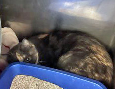 View Binx (Bonded To Rosemary)(in Foster) the Cat Photo #2