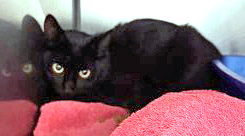 View Owl the Cat Photo #2