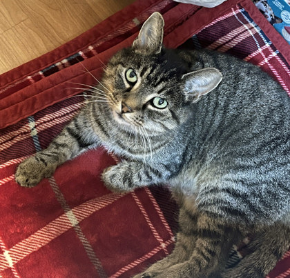 View Lady Bug (In Foster) the Cat Photo #1