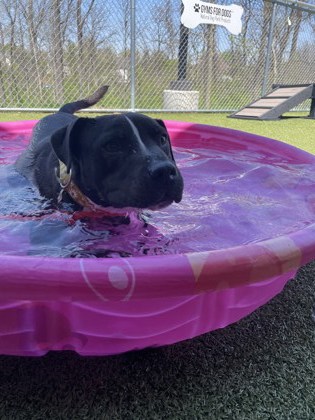 View Daisy Mae the Dog Photo #1