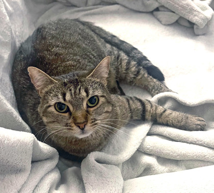 Learn More About May (in Foster) Photo of May (in foster)