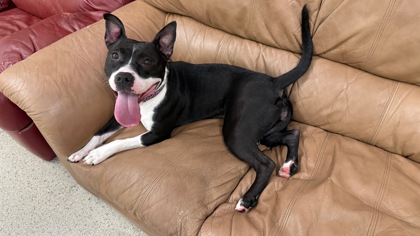 View Kourt the Dog Photo #1