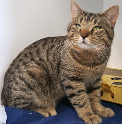 Have You Seen Stanley? Cat