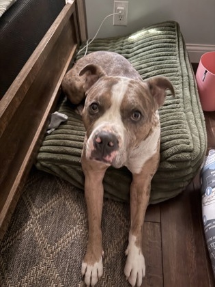 View Draco Malfoy (in Foster) the Dog Photo #2