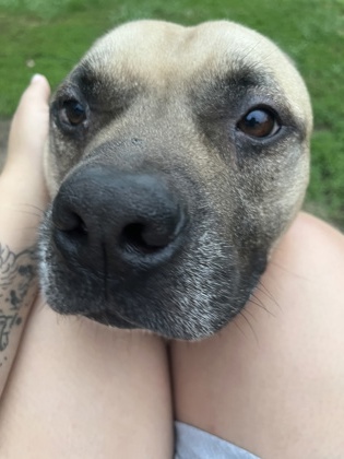 View Blastoise (in Foster) the Dog Photo #2