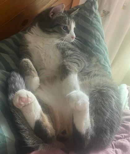 View Crusty the Cat Photo #2