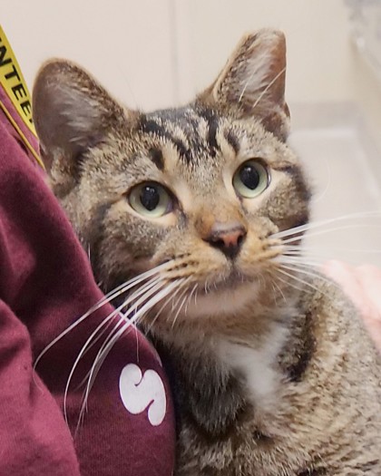 View Dionysus the Cat Photo #1