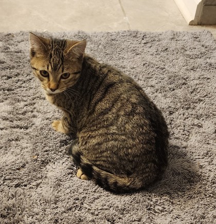 Learn More About Freddy