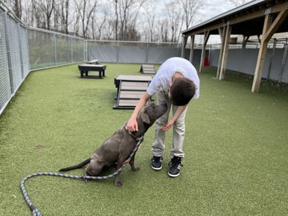 View Lyra the Dog Photo #2