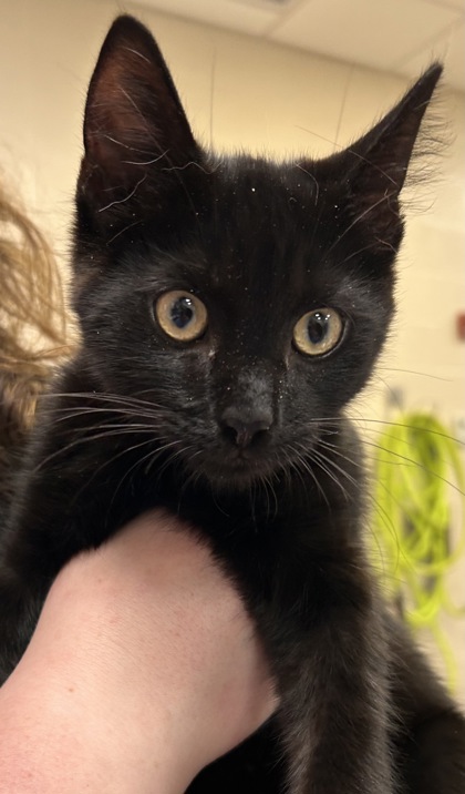 Help Rehome This Cat Cat