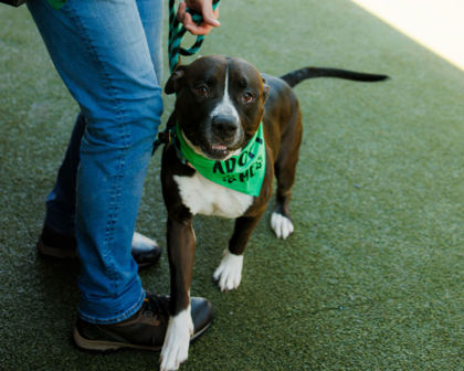 View Jameson the Dog Photo #2