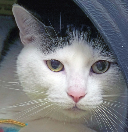 View Snowflake the Cat Photo #1