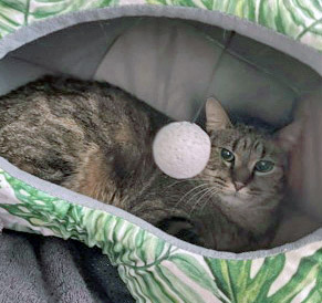 MILO LEVI - Domestic Shorthair / Mix available for adoption