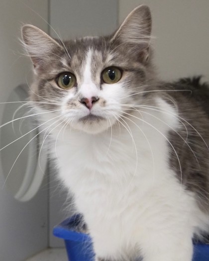 Cindy Lou - Cat