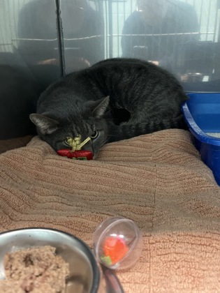 View Bogy the Cat Photo #1