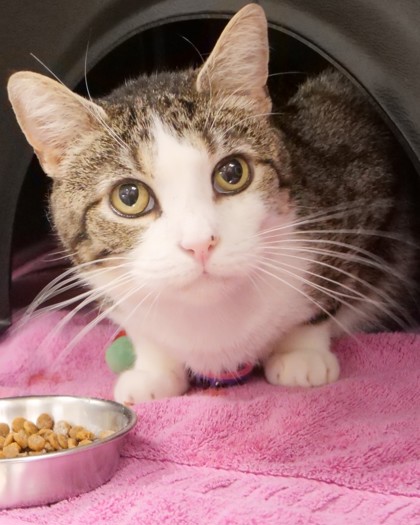 Help Rehome This Cat Cat
