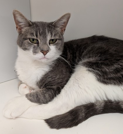 View Fancy the Cat Photo #2