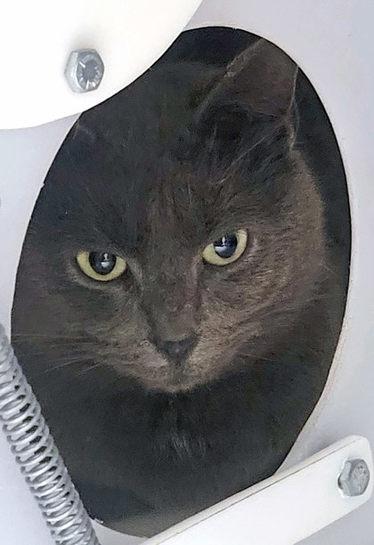 View Yasmine (at Smitten Kitten) the Cat Photo #1