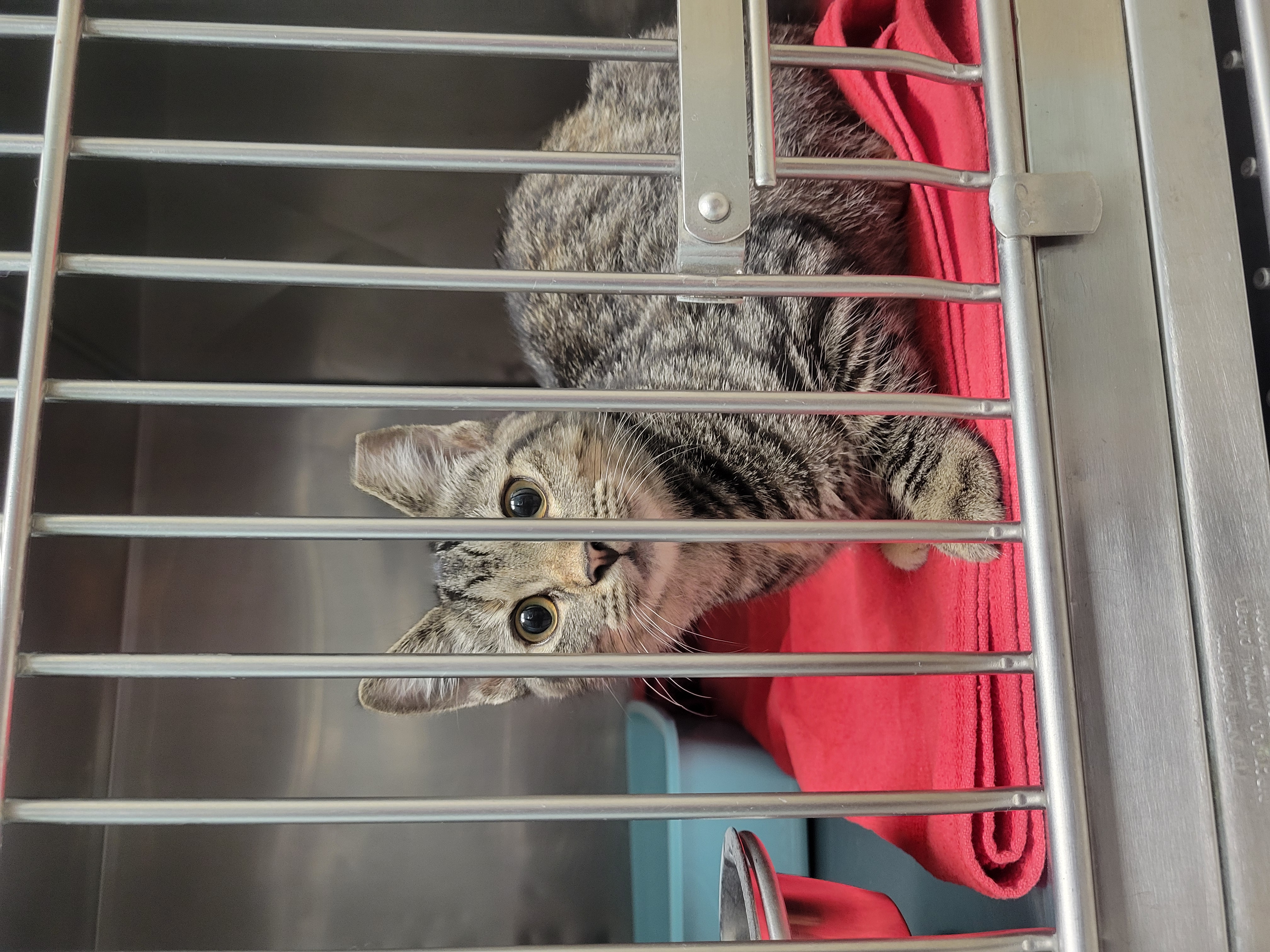 Help Rehome This Cat Cat