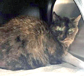 View Cali (in Foster) the Cat Photo #1