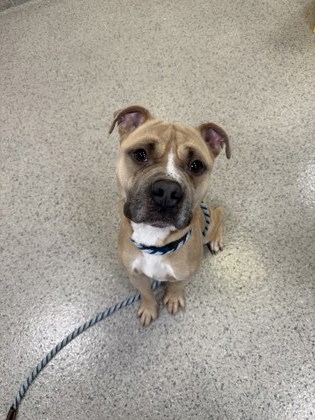 View Banks the Dog Photo #1