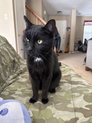 View Lost Cat Photo #1