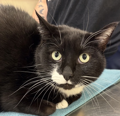 ASHTON - Domestic Shorthair / Mix available for adoption