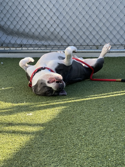 View Zeus The Mighty (In Foster) the Dog Photo #2