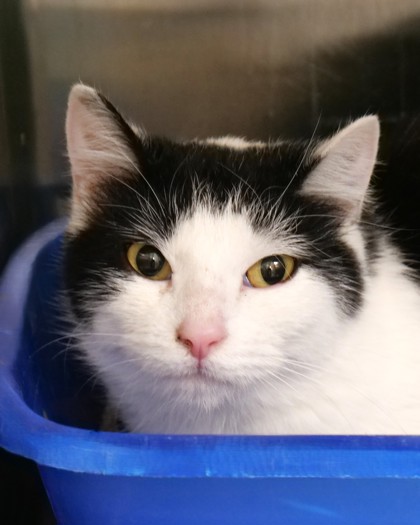 View Irene the Cat Photo #2