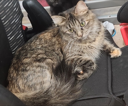 Have You Seen Dottie? Cat