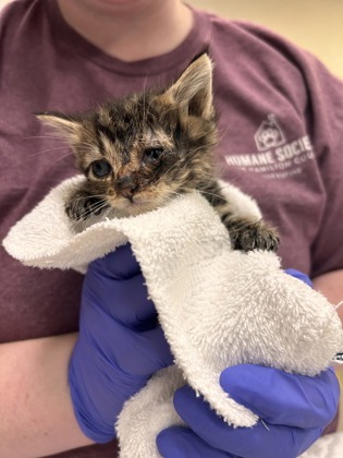 Help Rehome This Cat Cat