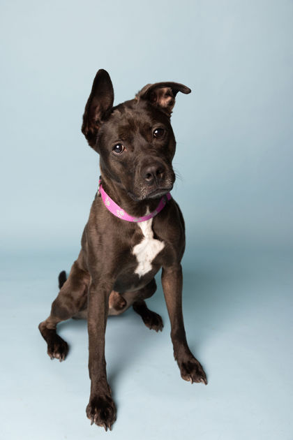 View Zeus the Dog Photo #1