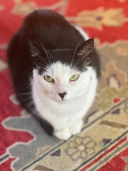 Have You Seen Oreo? Cat