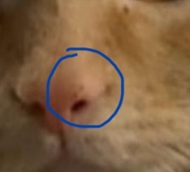 View Draco the Cat Photo #2