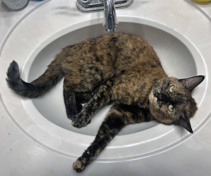 View Margo (in Foster) the Cat Photo #1