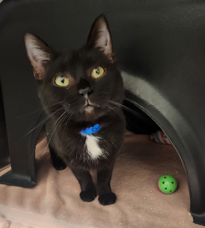 View Diva the Cat Photo #1